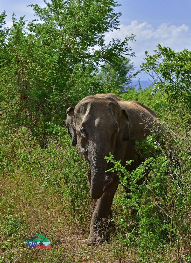 Nil Bawana Nature Resort Udawalawe Bagian luar foto
